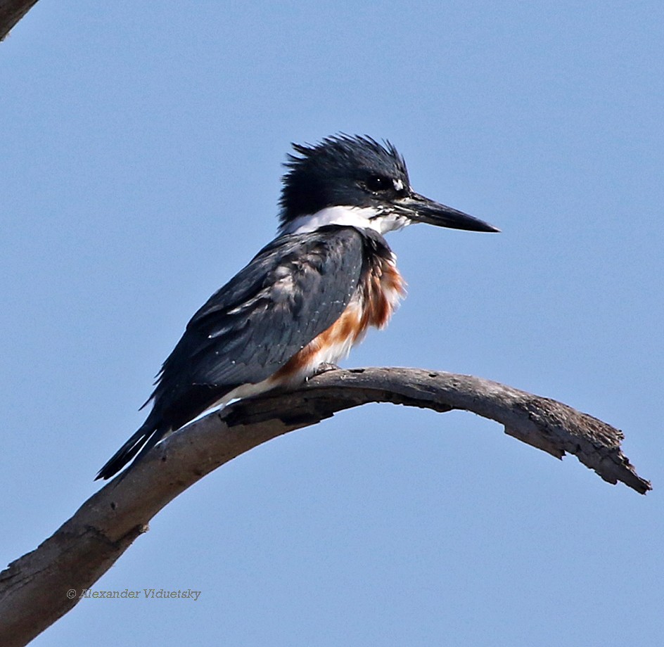 Belted Kingfisher - ML75552161