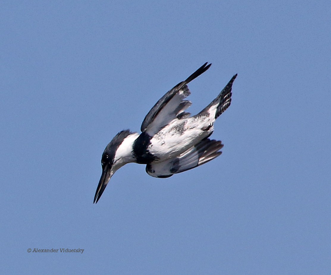 Belted Kingfisher - ML75552171
