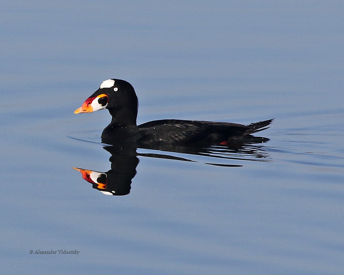 Surf Scoter - ML75552301