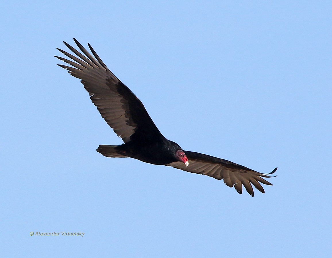 Turkey Vulture - ML75552361
