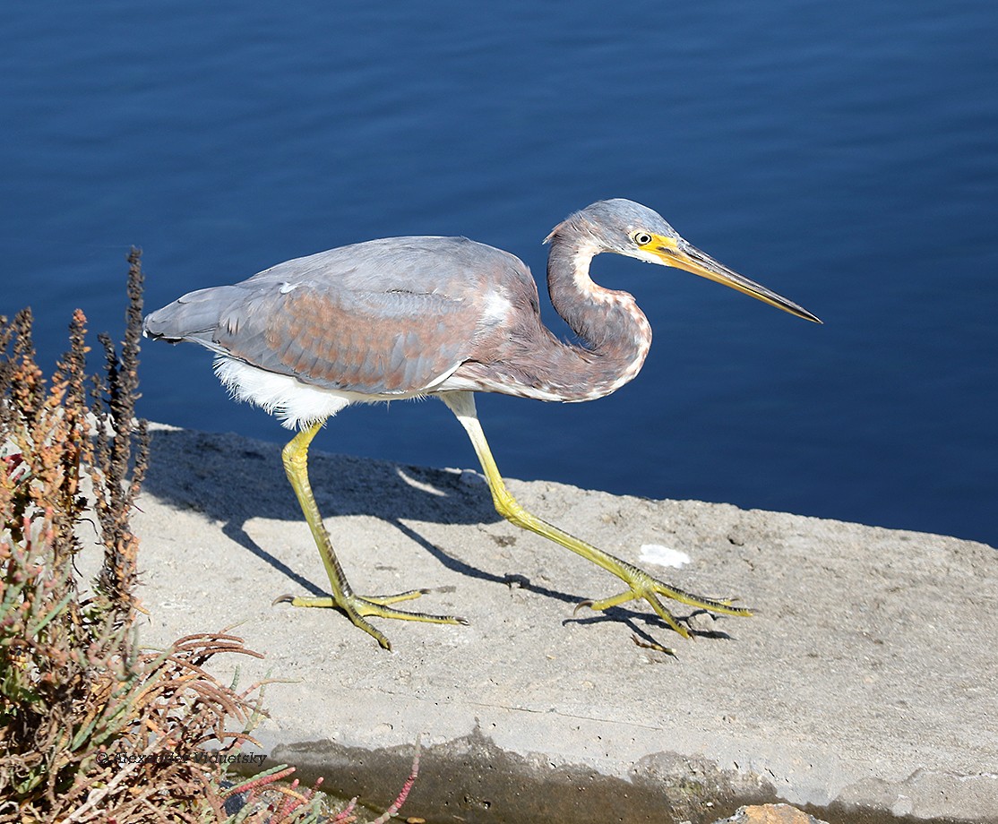 Tricolored Heron - ML75552491