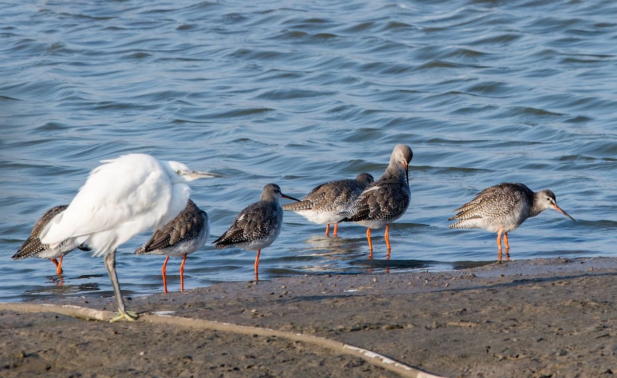 Spotted Redshank - ML75552651