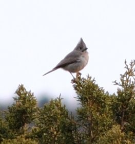 Juniper Titmouse - ML75552841
