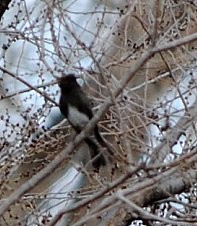 Black Phoebe - ML75552901