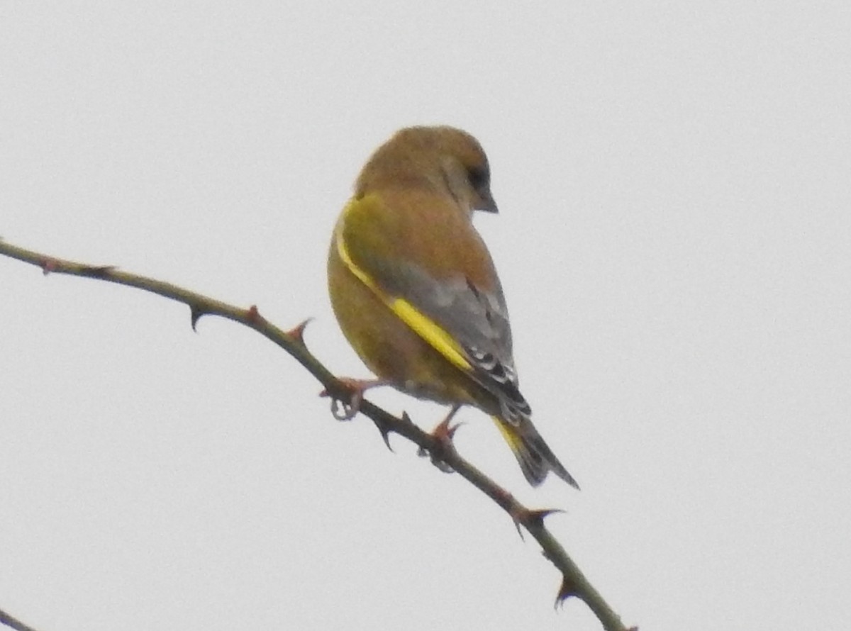 European Greenfinch - ML75554291