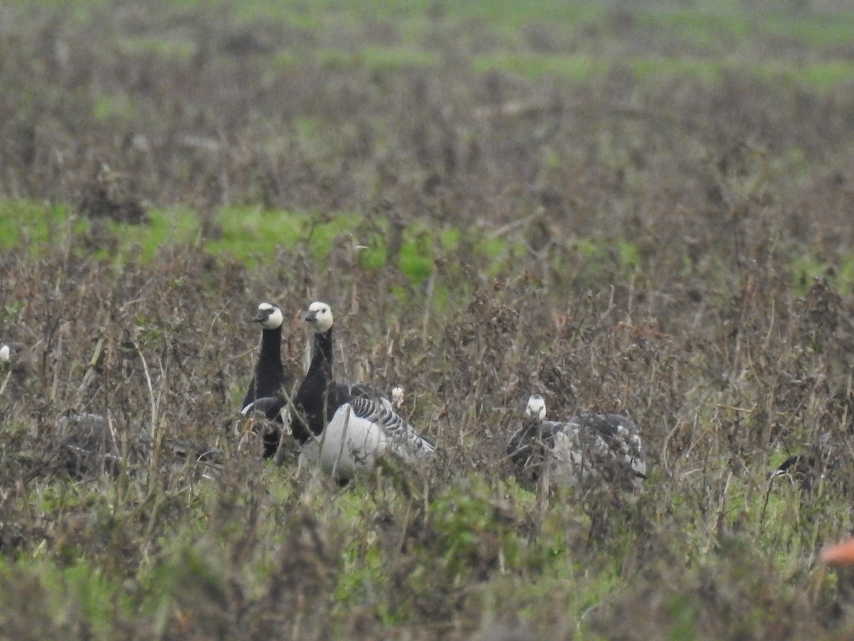 Barnacle Goose - ML75554331