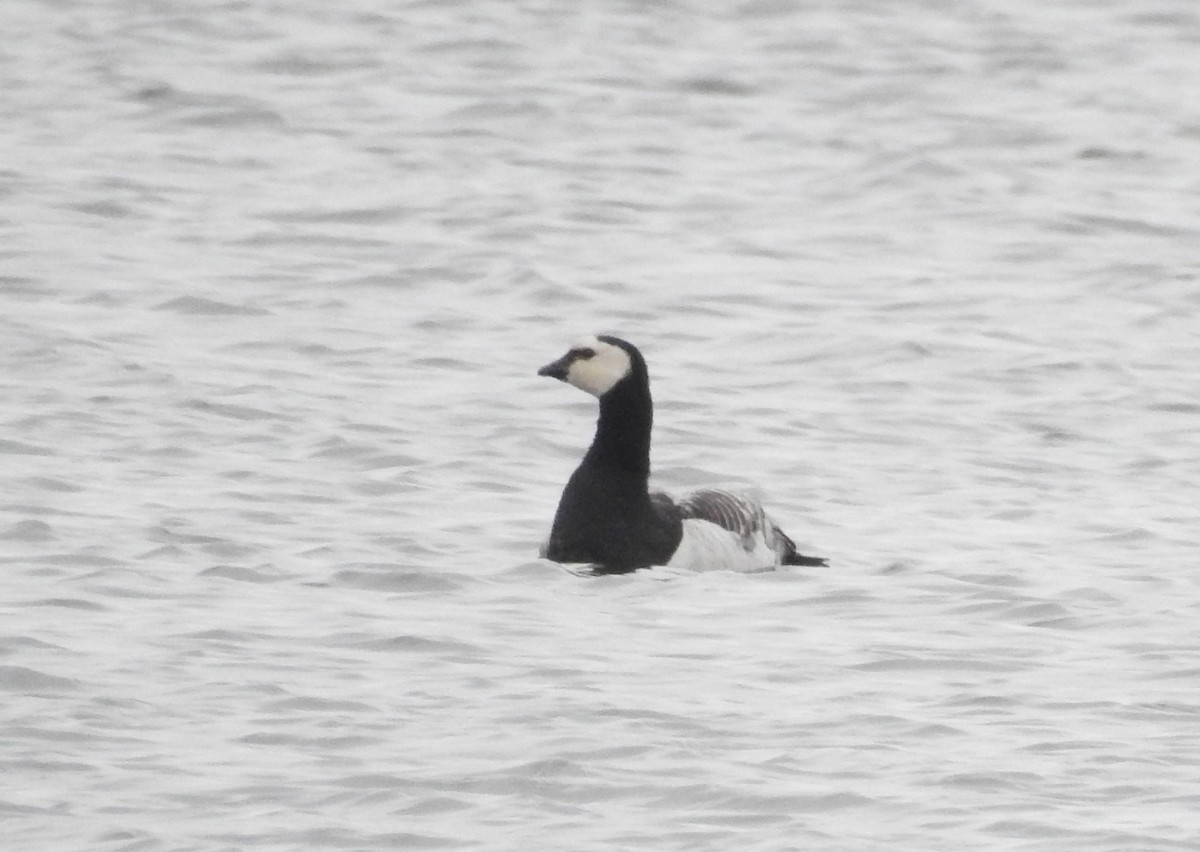 Barnacle Goose - ML75554341