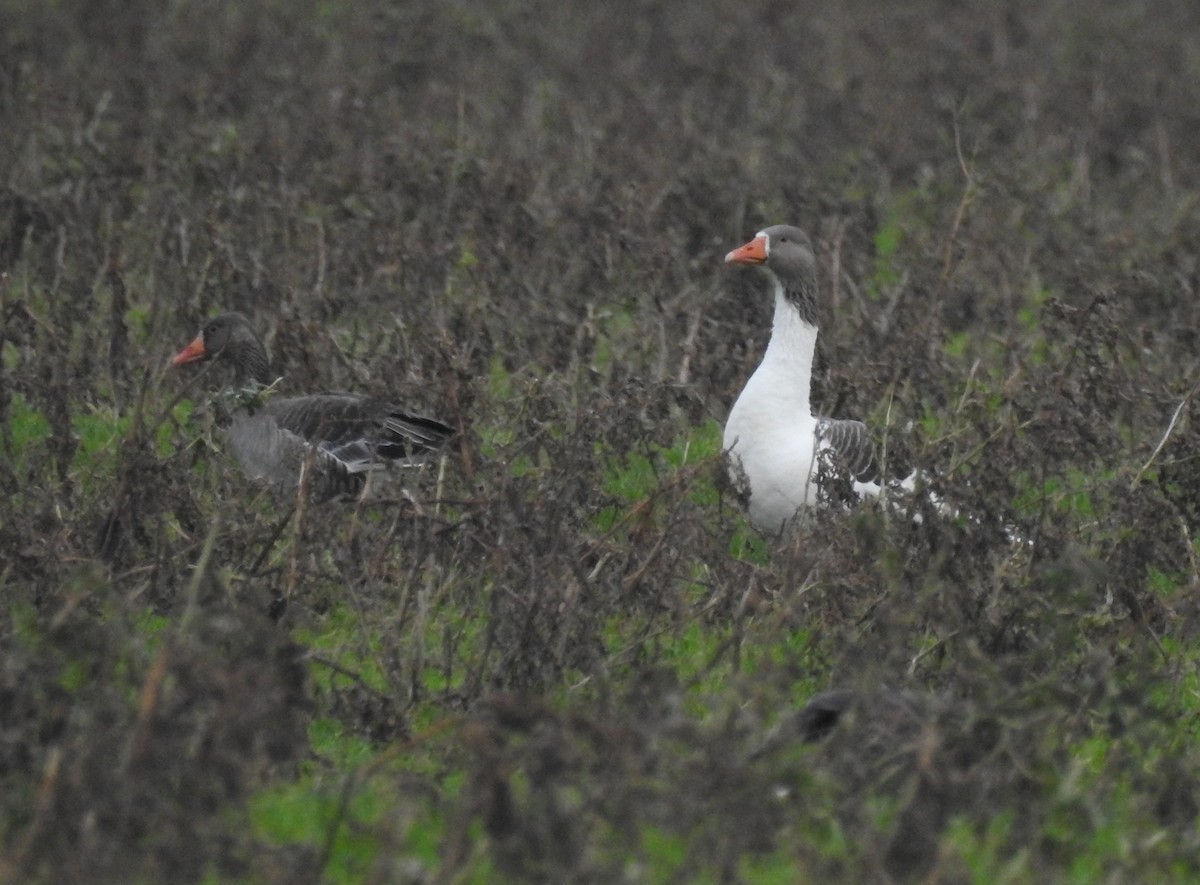 tanımsız kaz (Anser/Branta sp.) - ML75554471