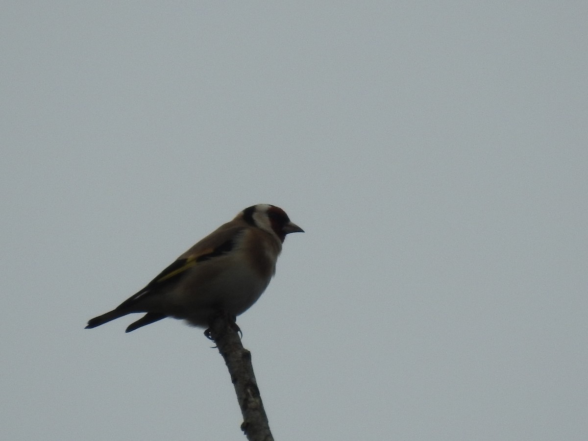 European Goldfinch - ML75554621