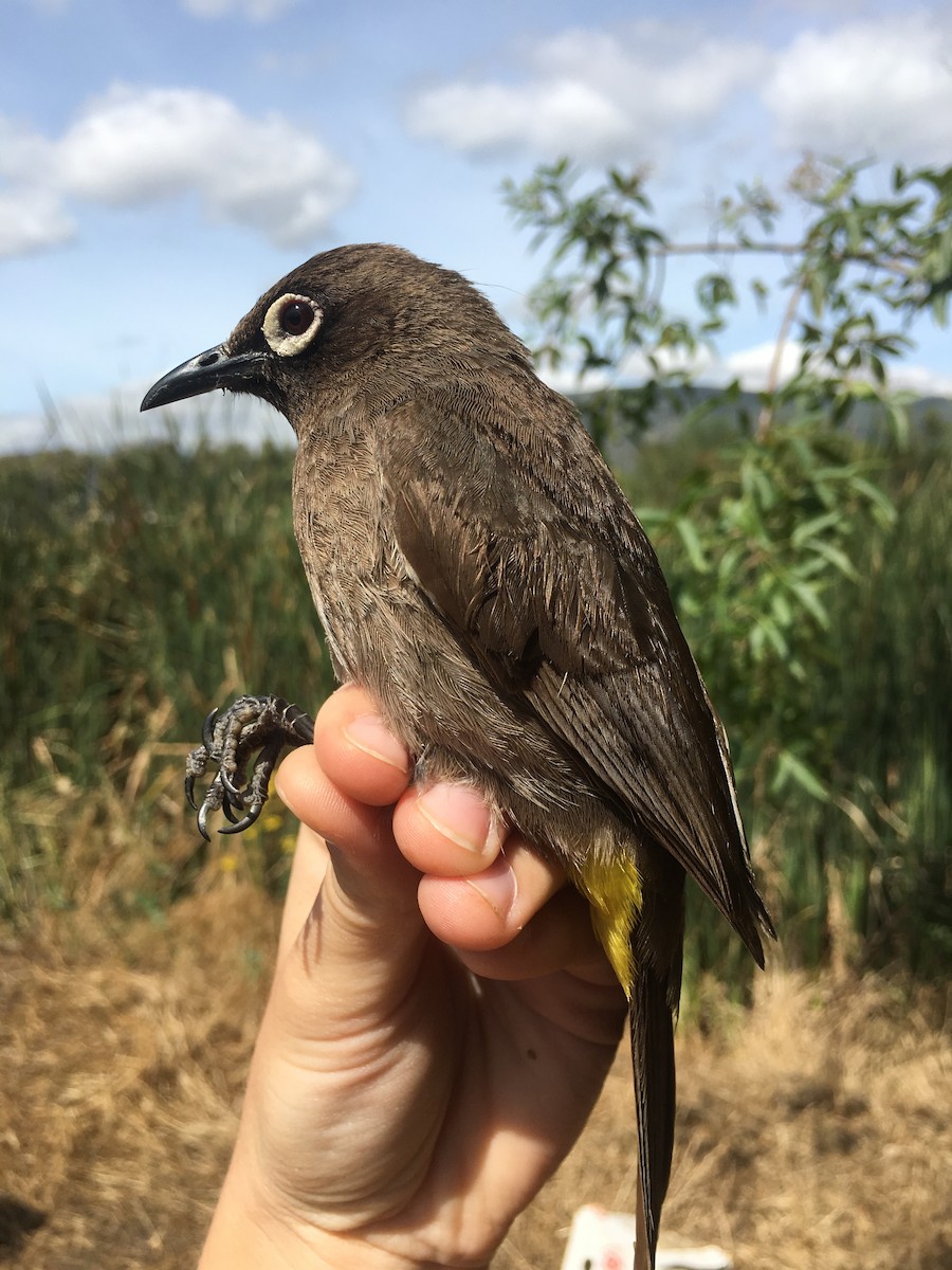 Cape Bulbul - ML75554831