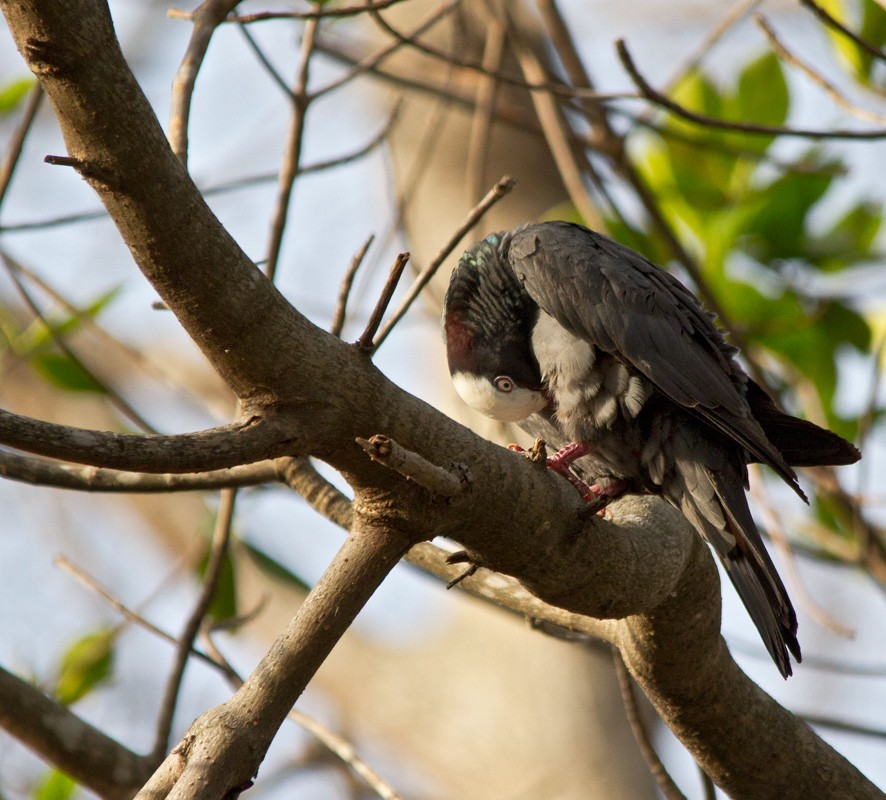 White-crowned Pigeon - ML75555401