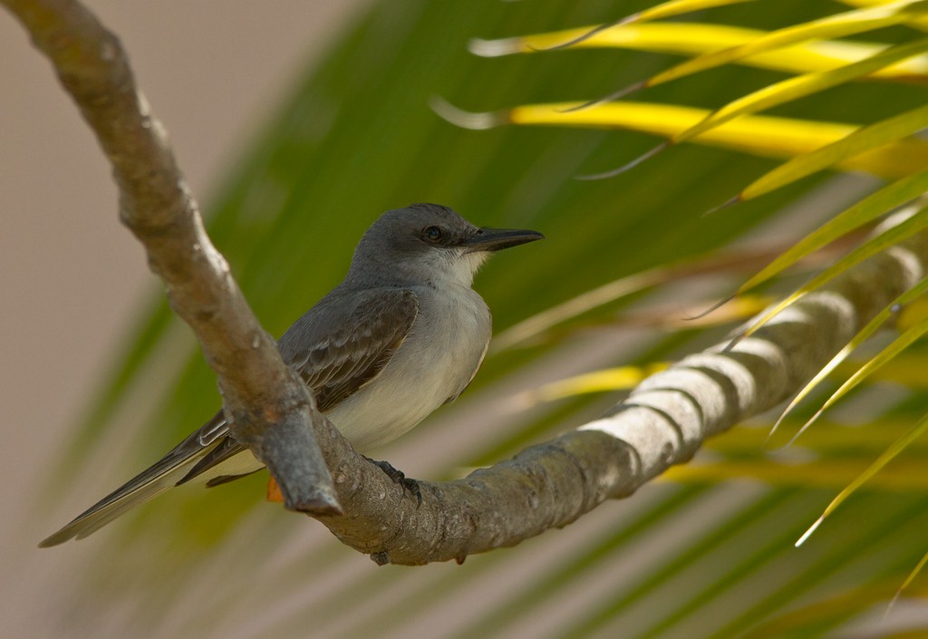 Gray Kingbird - ML75555511