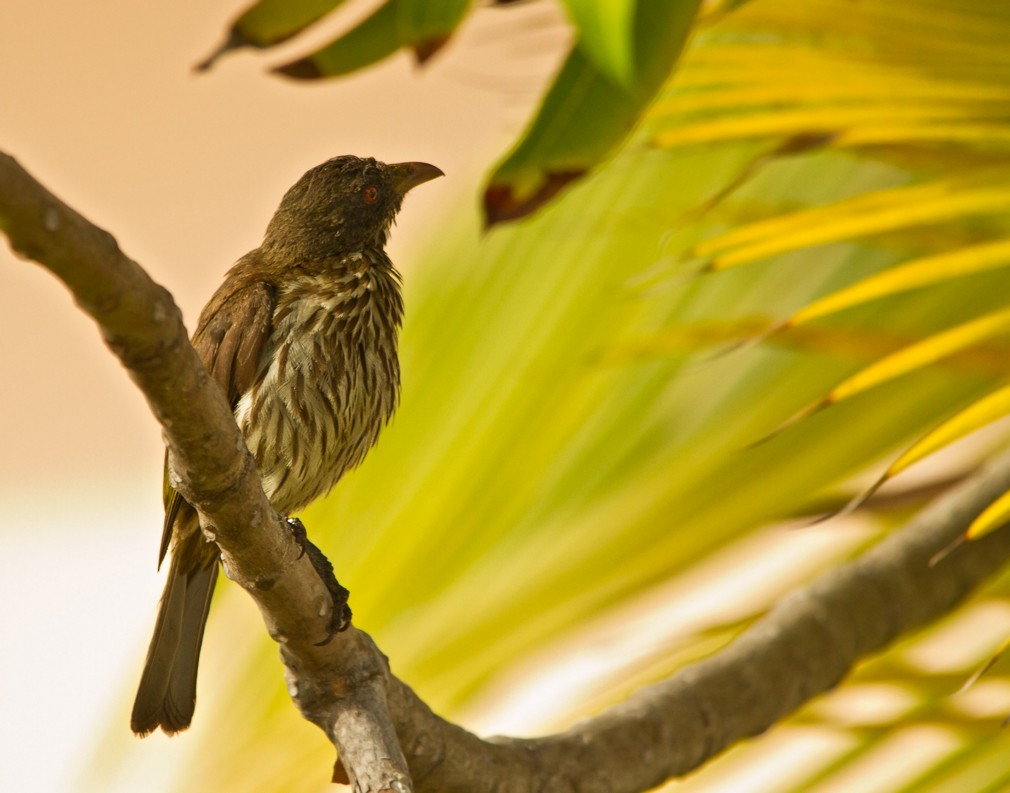 Palmchat - Piet Grasmaijer