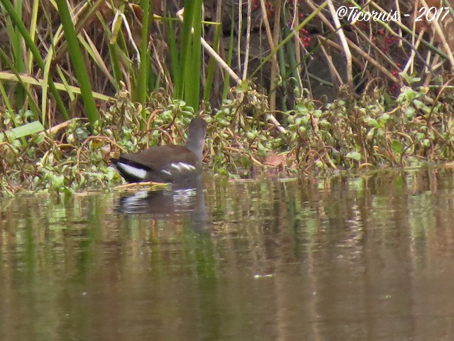 Gallinule d'Amérique (groupe galeata) - ML75556951