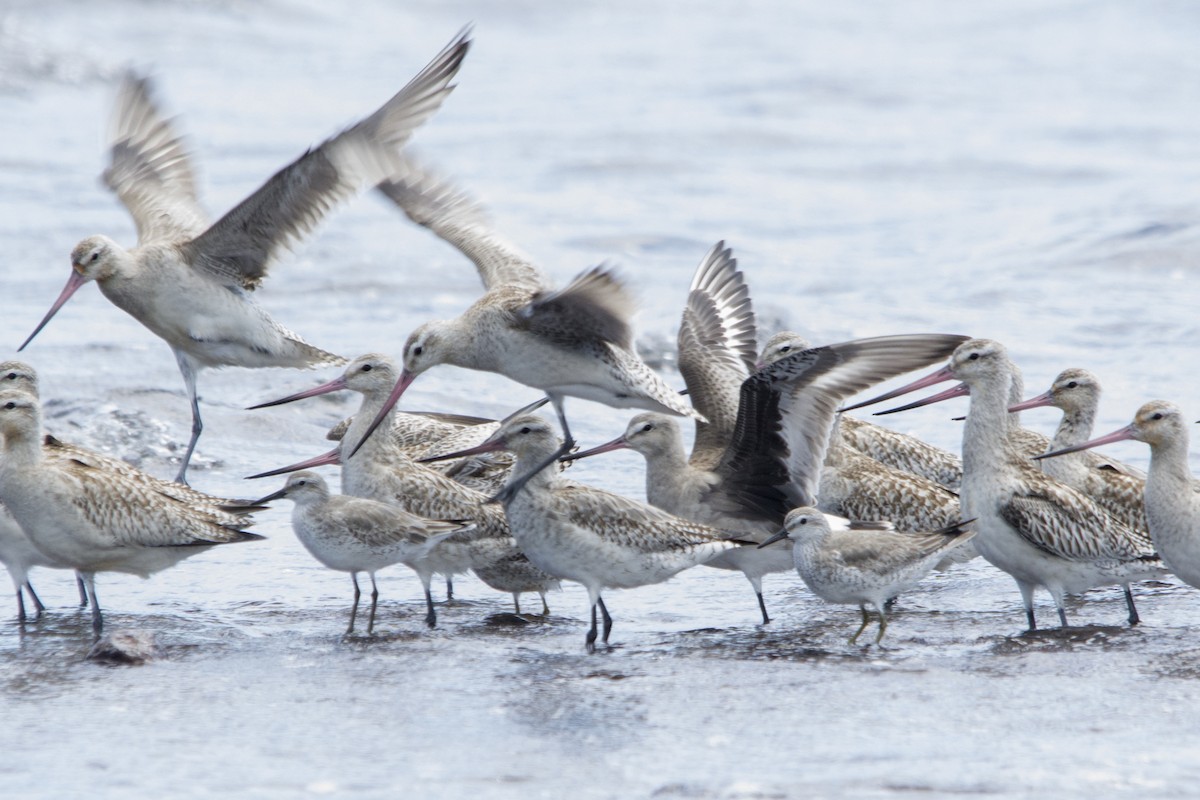 Hudsonian Godwit - Owen Lishmund