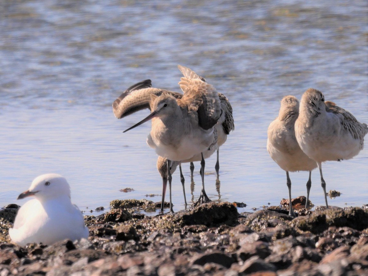 Hudsonian Godwit - Dan Pendavingh