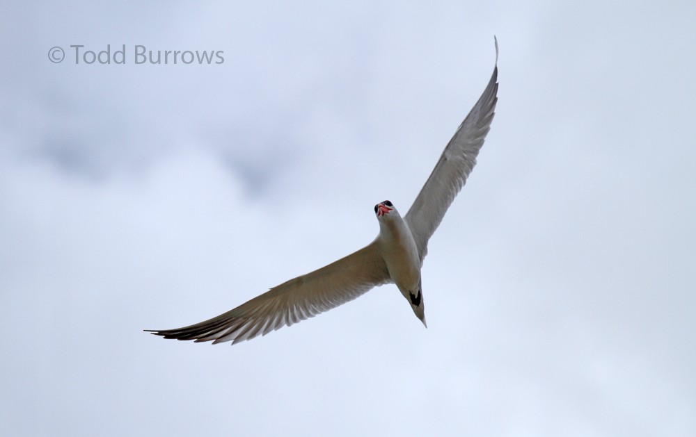 Caspian Tern - Todd Burrows