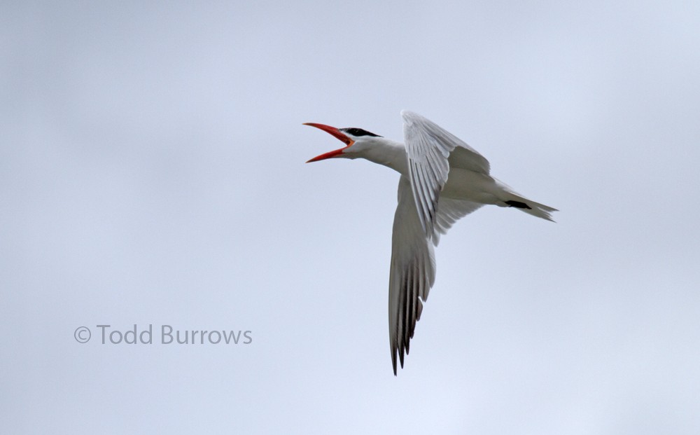 Caspian Tern - Todd Burrows