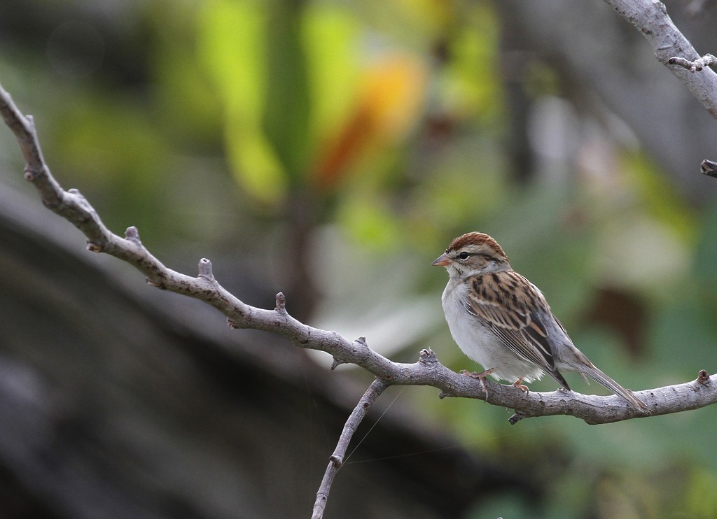 Chipping Sparrow - ML75560181