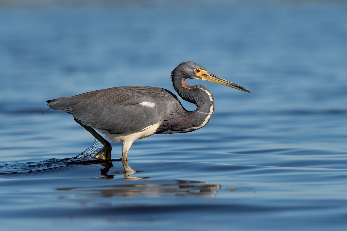 Tricolored Heron - ML75561101