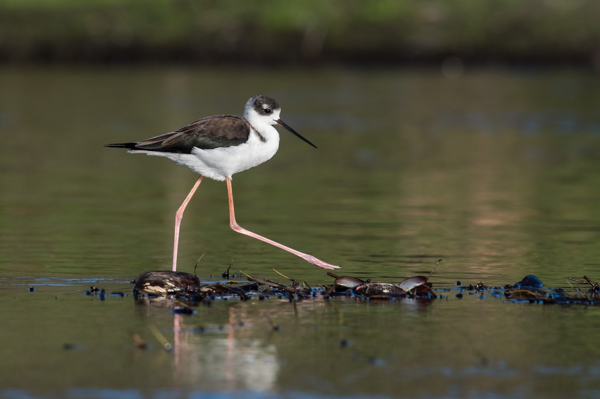 Black-necked Stilt - ML75561161