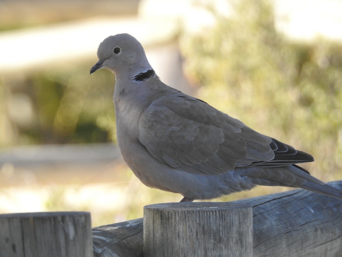 Eurasian Collared-Dove - Mario Navarro Gomis