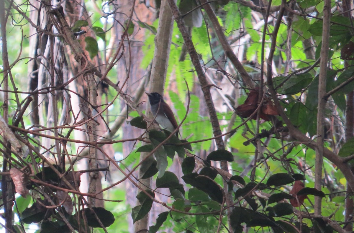 Black Paradise-Flycatcher - ML75562901