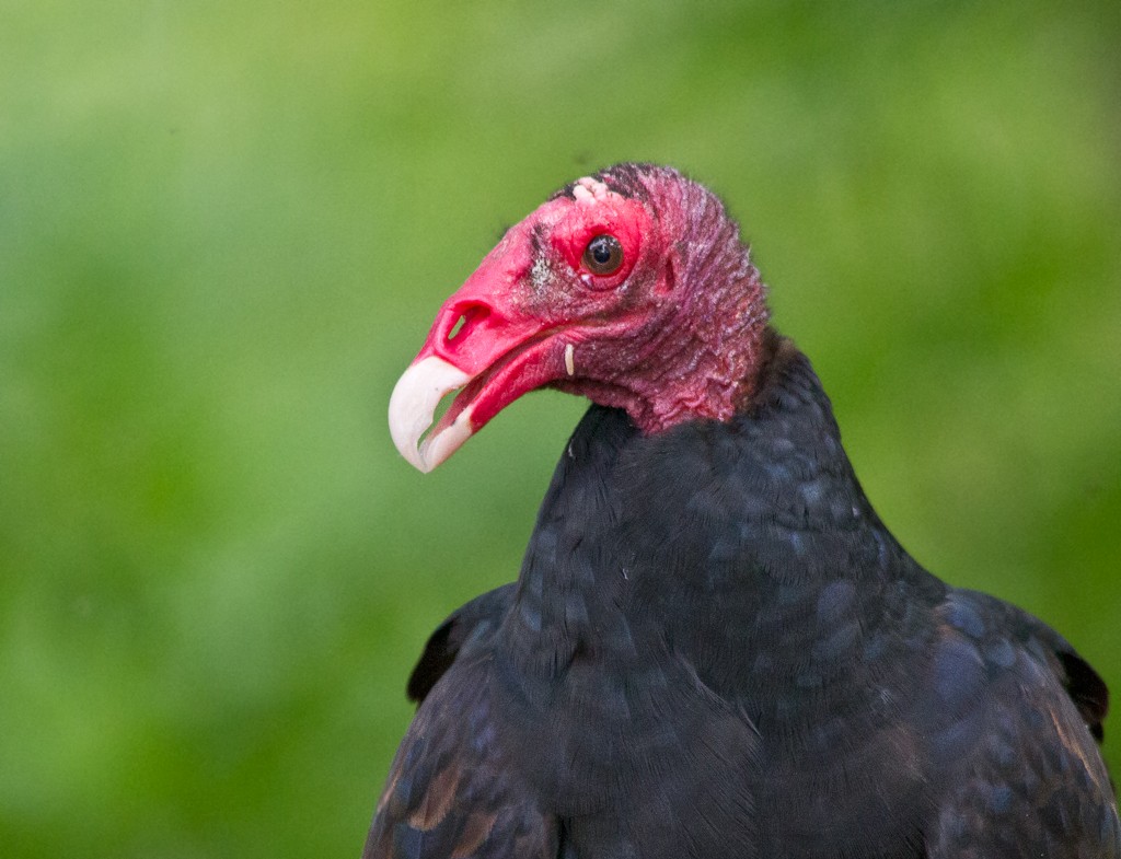 Turkey Vulture - Piet Grasmaijer