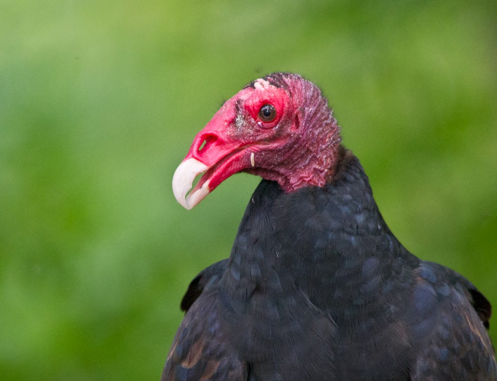 Turkey Vulture - ML75564031