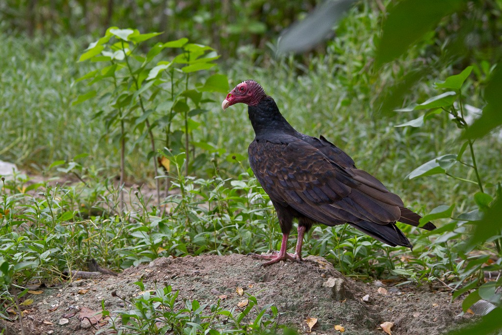 Turkey Vulture - ML75564041