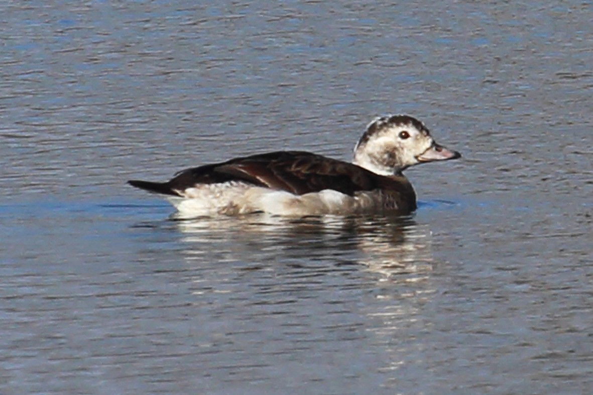 Long-tailed Duck - ML75564731