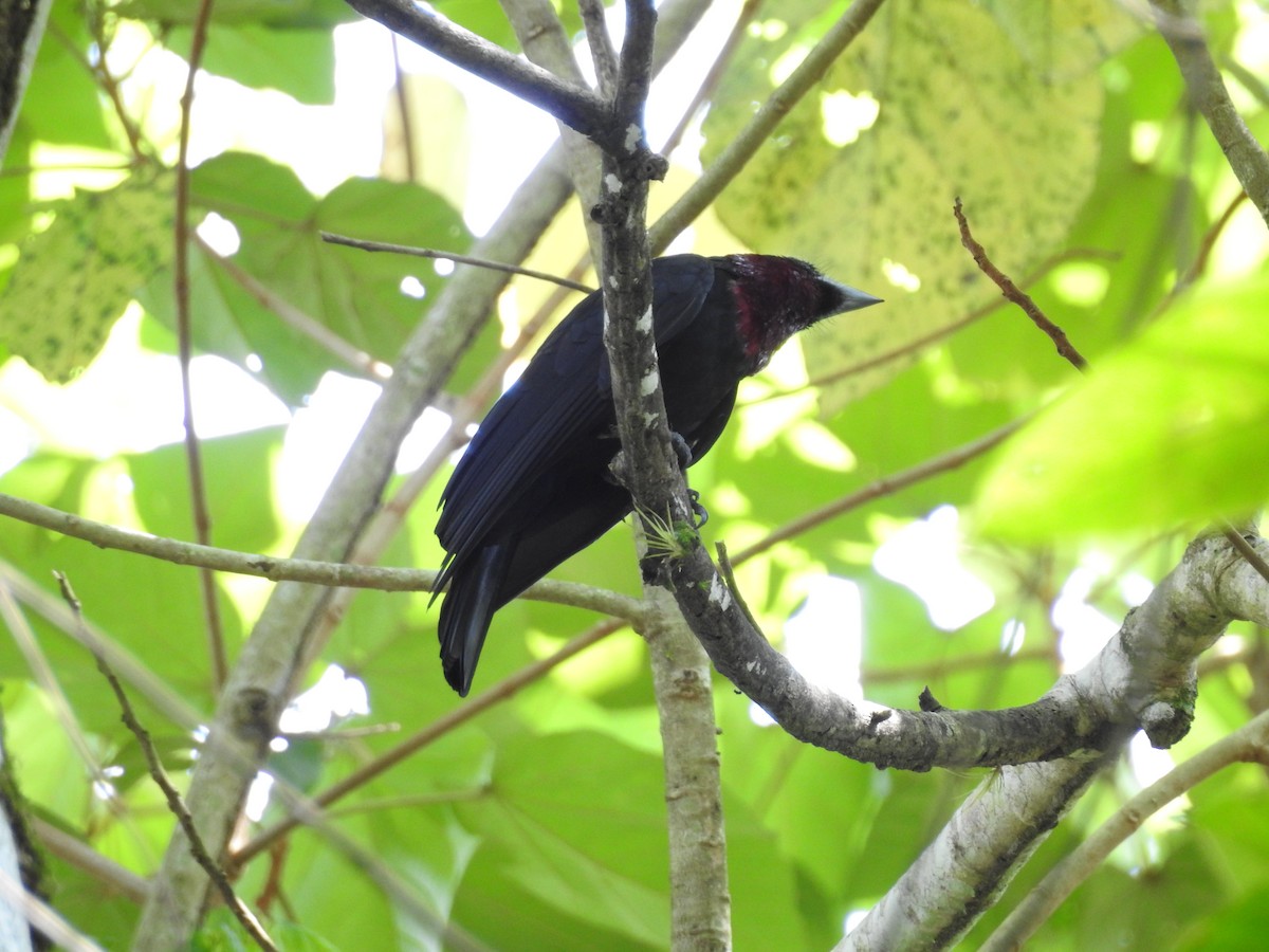 Purple-throated Fruitcrow - ML75565751