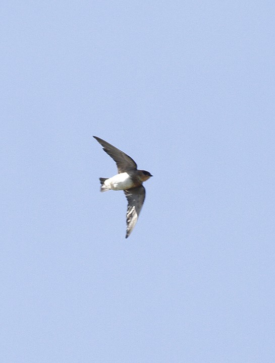 Cave Swallow - ML75566371