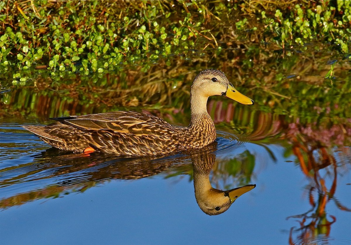 Mottled Duck - ML75570211