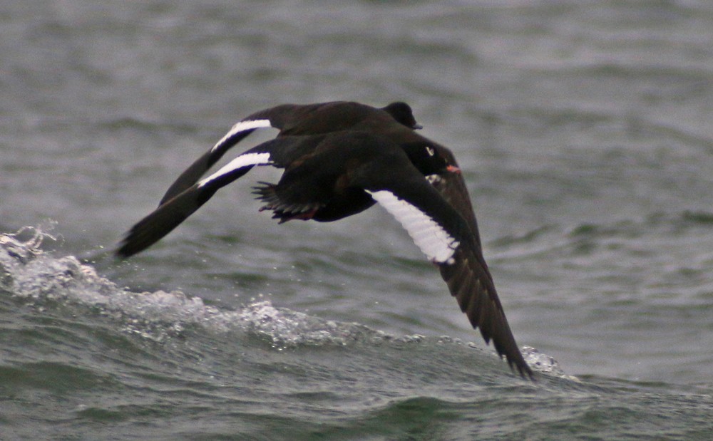 White-winged Scoter - ML75571711