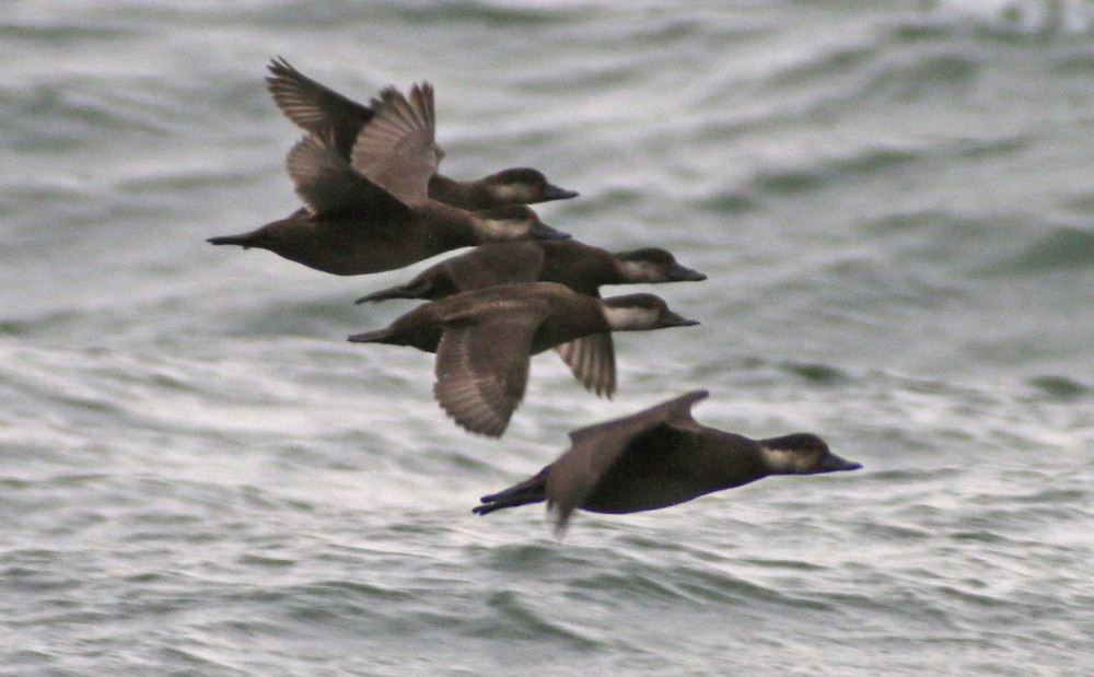 Black Scoter - ML75571731