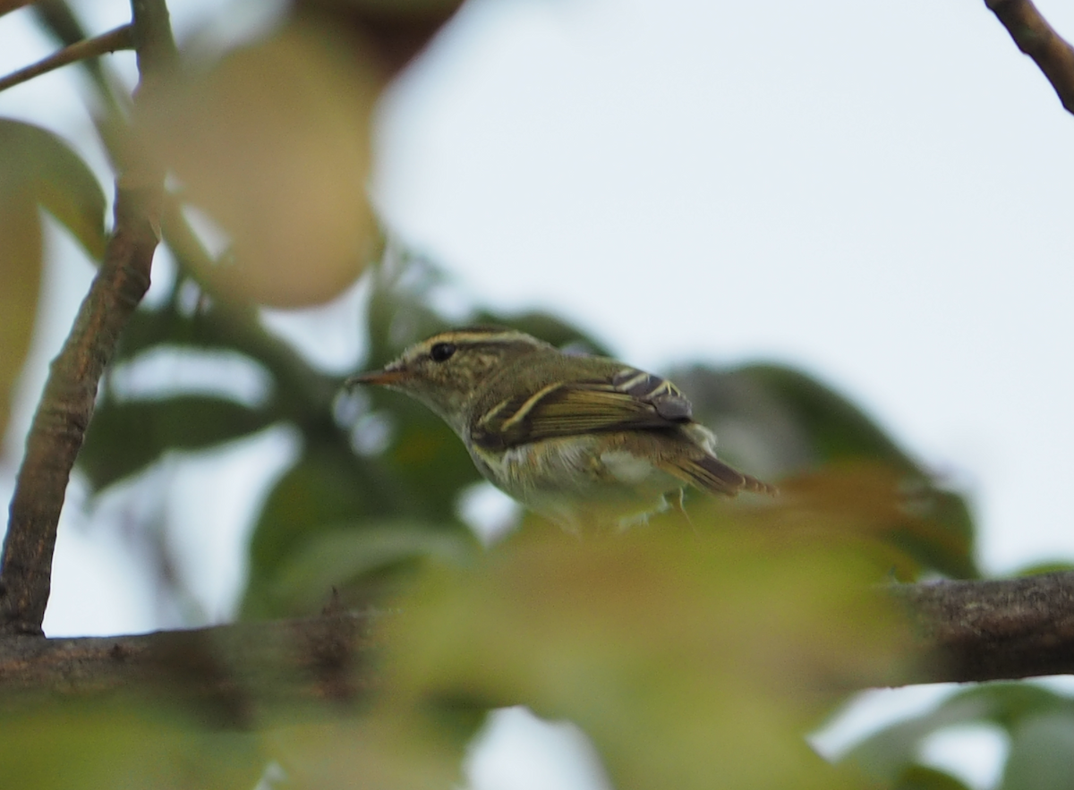 Yellow-browed Warbler - ML75574441