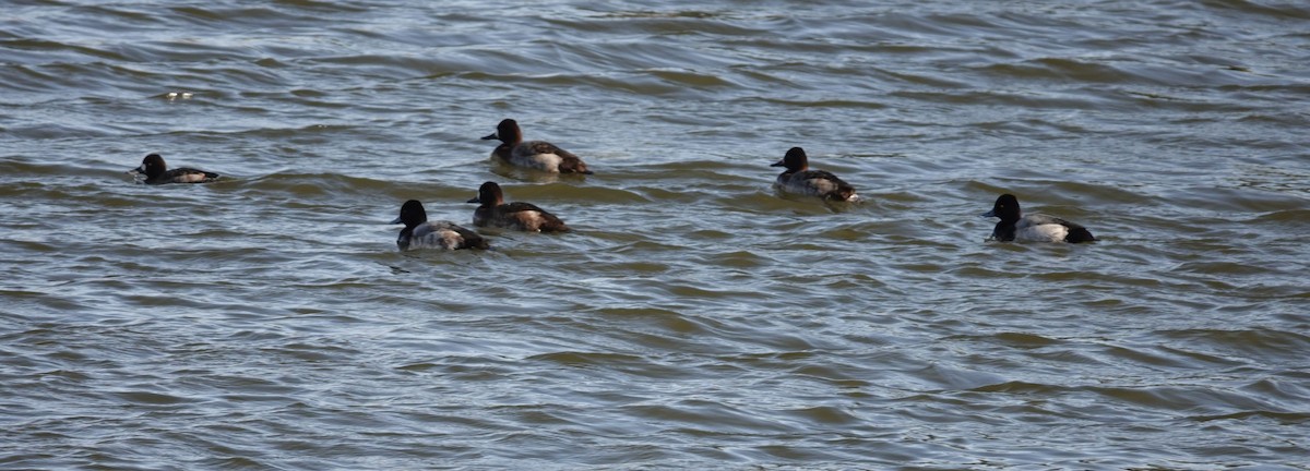 Lesser Scaup - ML75575111