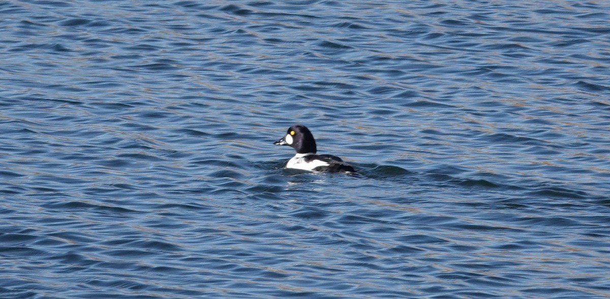 Common Goldeneye - ML75575211