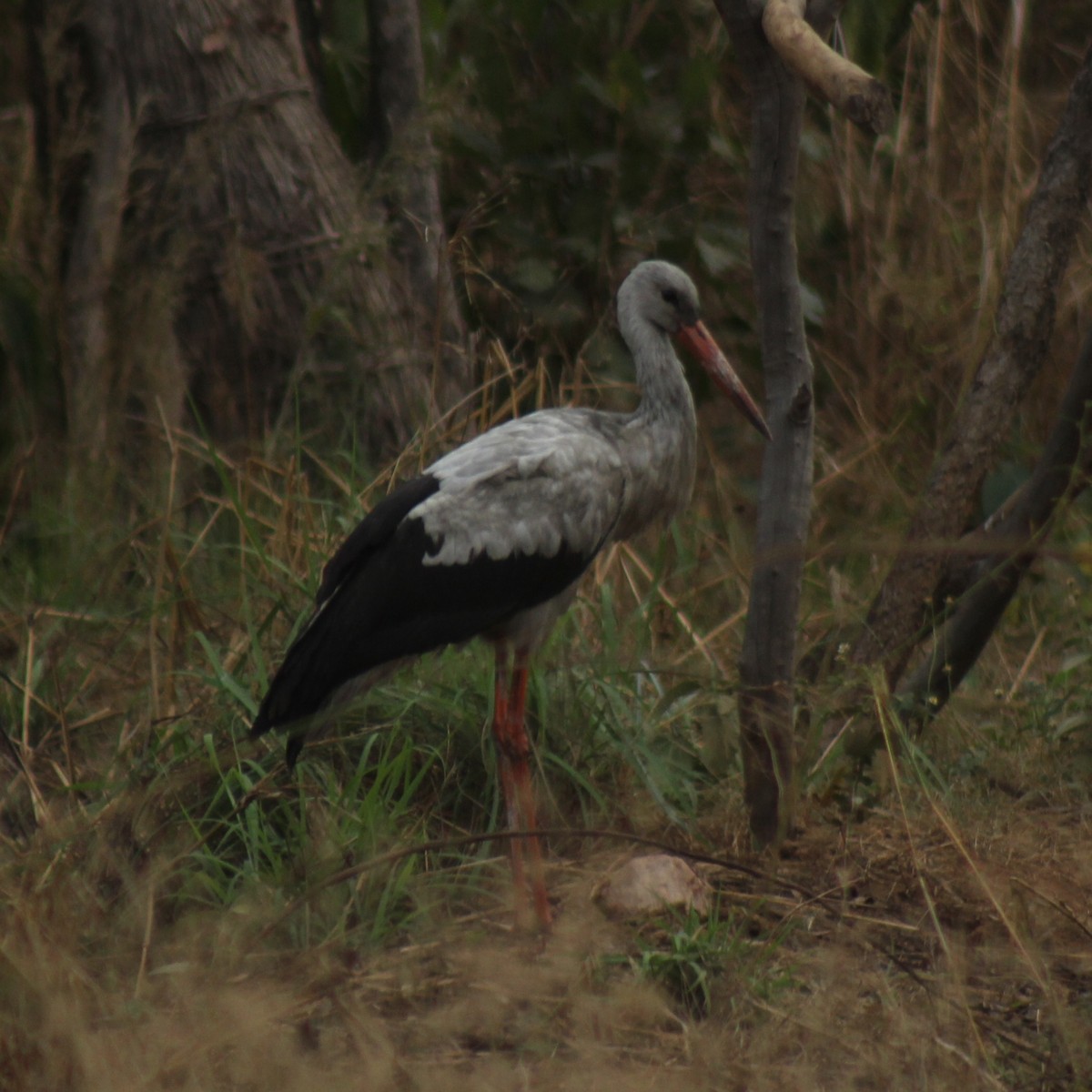 White Stork - ML75575341