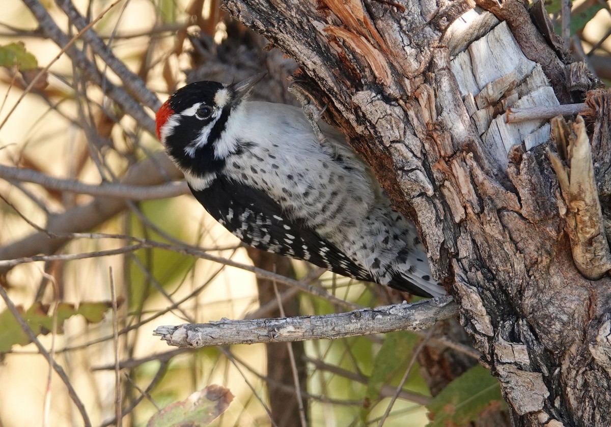 Nuttall's Woodpecker - ML75575721