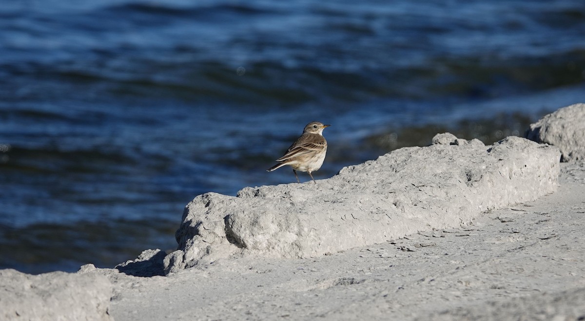 American Pipit - ML75575911