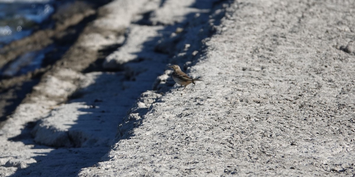 American Pipit - ML75575921