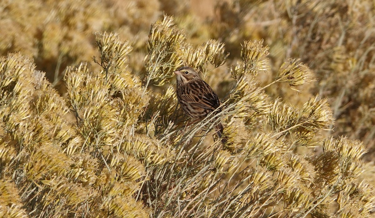 Savannah Sparrow - ML75576011