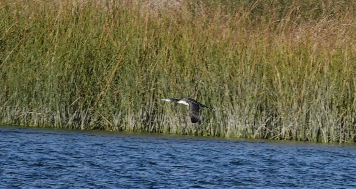 Common Loon - ML75576731