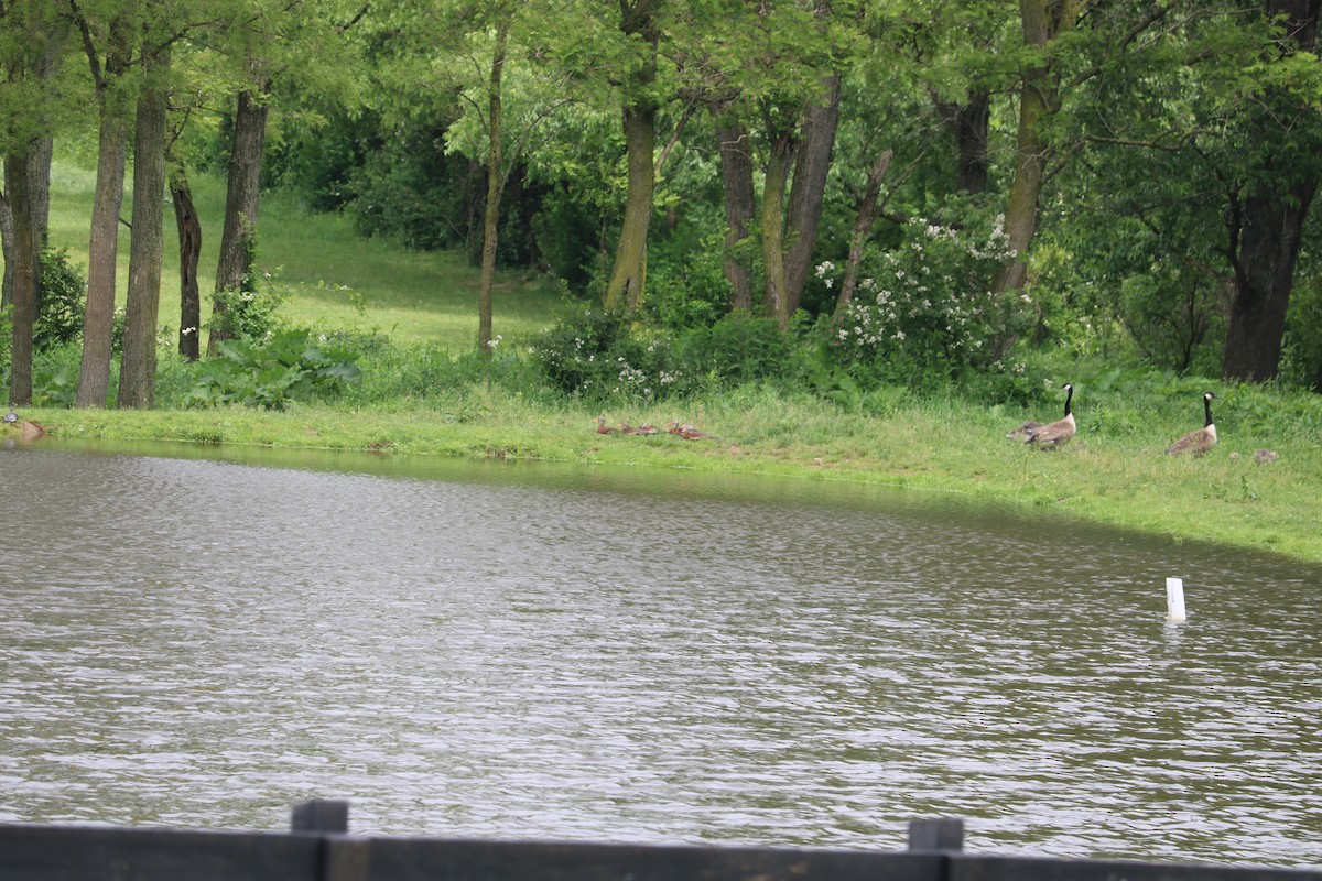 Black-bellied Whistling-Duck - ML75576821