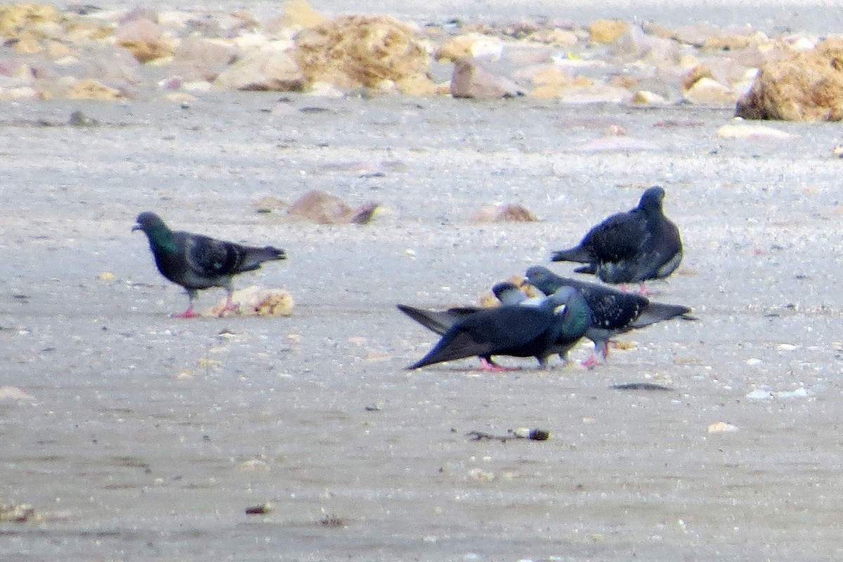 Rock Pigeon (Feral Pigeon) - ML75576871