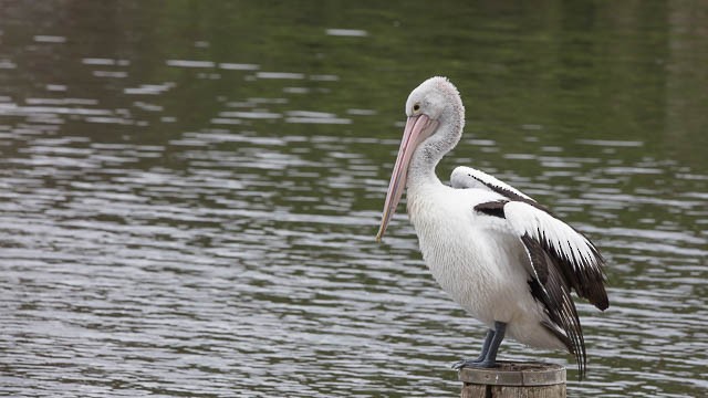pelikán australský - ML75577141