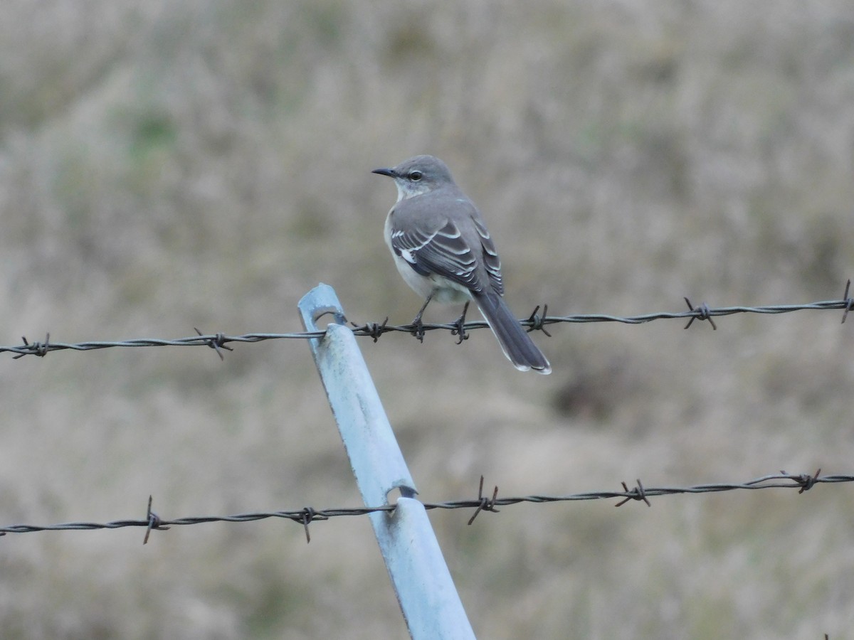 Northern Mockingbird - ML75577311