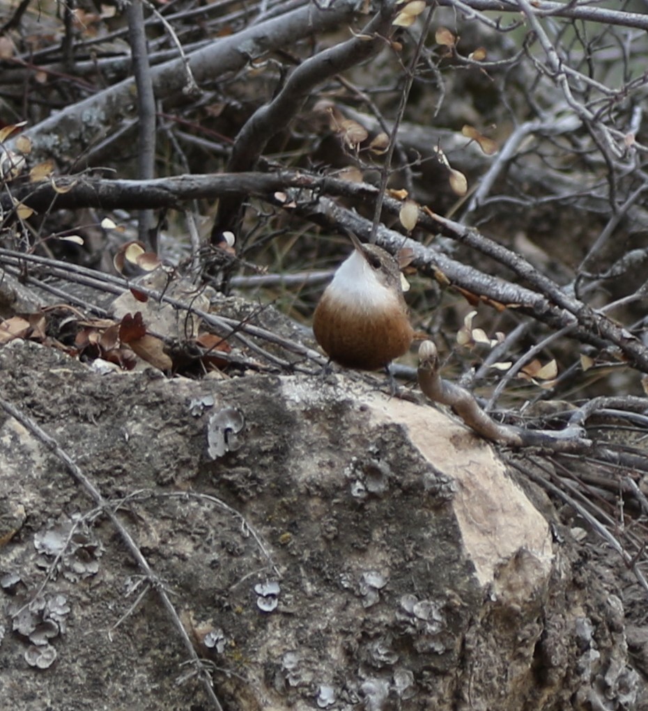 Canyon Wren - Mike "mlovest" Miller